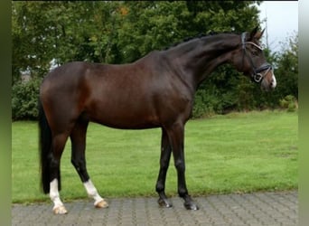 Westfalisk häst, Valack, 11 år, 167 cm, Mörkbrun