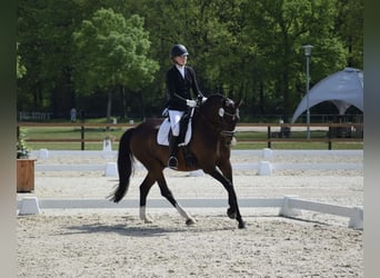 Westfalisk häst, Valack, 11 år, 168 cm, Brun