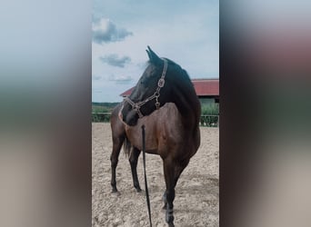 Westfalisk häst, Valack, 11 år, 170 cm, Svart