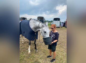 Westfalisk häst, Valack, 11 år, 179 cm, Grå