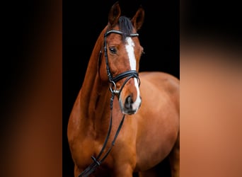 Westfalisk häst, Valack, 12 år, 162 cm, Brun