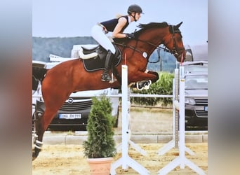 Westfalisk häst, Valack, 12 år, 162 cm, Brun