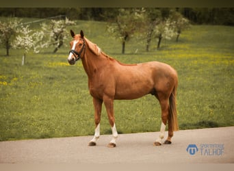 Westfalisk häst, Valack, 12 år, 165 cm, fux