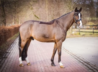 Westfalisk häst, Valack, 12 år, 170 cm, Mörkbrun