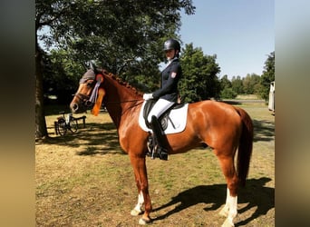 Westfalisk häst, Valack, 13 år, 165 cm, fux