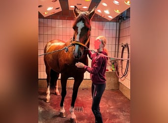 Westfalisk häst, Valack, 13 år, 170 cm, Brun