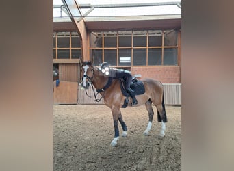 Westfalisk häst, Valack, 13 år, 170 cm, Brun