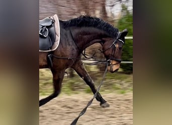 Westfalisk häst, Valack, 13 år, 172 cm, Mörkbrun