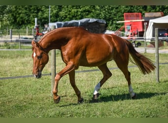 Westfalisk häst, Valack, 13 år, 175 cm, fux