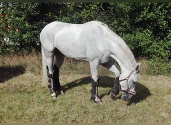 Westfalisk häst, Valack, 13 år, 178 cm, Grå
