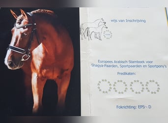 Westfalisk häst Blandning, Valack, 14 år, 157 cm, fux