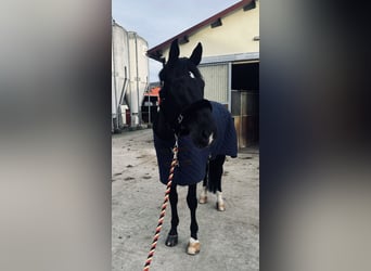 Westfalisk häst, Valack, 14 år, 174 cm, Svart