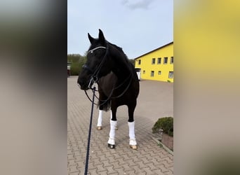 Westfalisk häst, Valack, 14 år, 174 cm, Svart