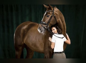 Westfalisk häst, Valack, 14 år, 175 cm, fux