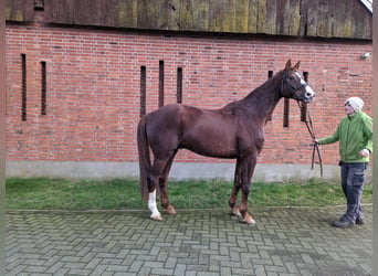 Westfalisk häst, Valack, 15 år, 173 cm, Fux