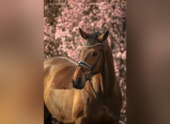 Westfalisk häst, Valack, 15 år, 175 cm, Brun