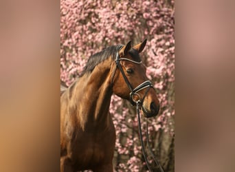 Westfalisk häst, Valack, 15 år, 175 cm, Brun