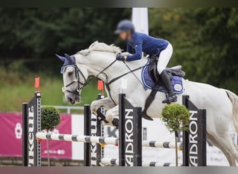 Westfalisk häst, Valack, 15 år, 175 cm, Grå
