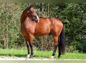 Westfalisk häst, Valack, 16 år, 168 cm, Brun