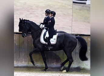 Westfalisk häst, Valack, 16 år, 170 cm, Svart