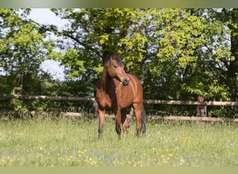 Westfalisk häst, Valack, 17 år, 148 cm, Brun