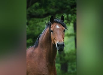 Westfalisk häst, Valack, 17 år, 148 cm, Brun