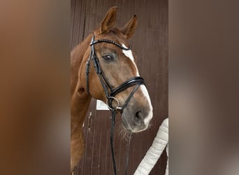 Westfalisk häst, Valack, 17 år, 178 cm, fux
