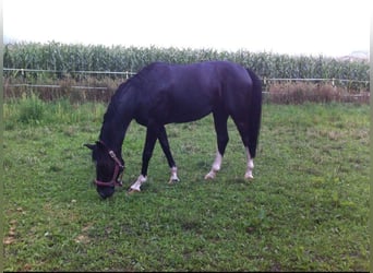 Westfalisk häst, Valack, 18 år, 160 cm, Svart