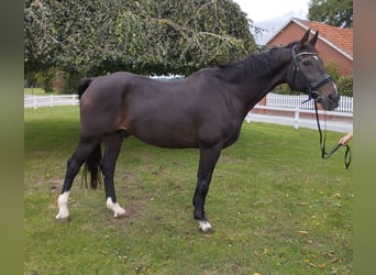 Westfalisk häst, Valack, 19 år, 170 cm, Mörkbrun