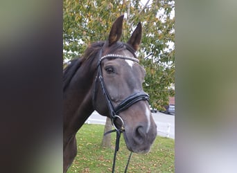 Westfalisk häst, Valack, 19 år, 170 cm, Mörkbrun