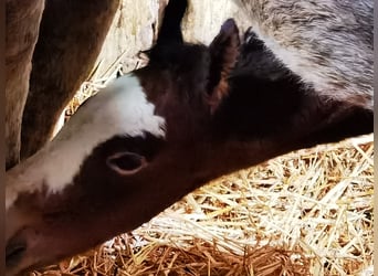 Westfalisk häst, Valack, 1 år, 167 cm, Grå