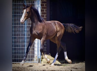 Westfale, Wallach, 1 Jahr, 168 cm, Dunkelbrauner