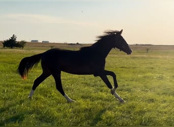 Westfale, Wallach, 1 Jahr, 168 cm, Dunkelbrauner