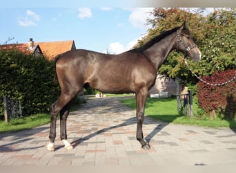 Westfalisk häst, Valack, 1 år, 172 cm, Grå-mörk-brun