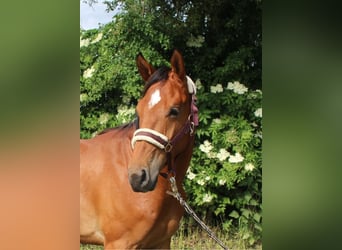 Westfalisk häst, Valack, 2 år, 157 cm, Ljusbrun