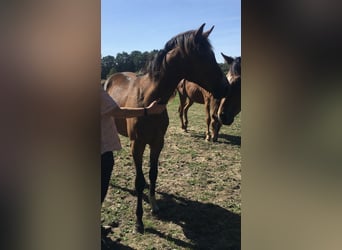 Westfalisk häst, Valack, 2 år, 161 cm, Mörkbrun