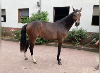 Westfalisk häst, Valack, 2 år, 161 cm, Mörkbrun