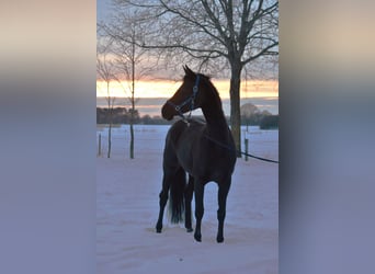 Westfalisk häst, Valack, 2 år, 162 cm, Svart