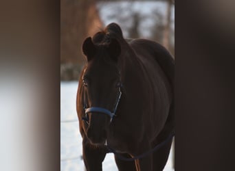 Westfalisk häst, Valack, 2 år, 165 cm, Svart