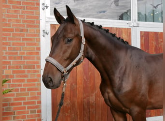 Westfalisk häst, Valack, 2 år, 168 cm