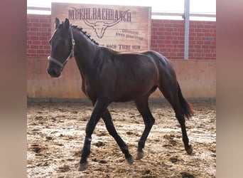 Westfalisk häst, Valack, 2 år, 168 cm