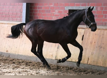 Westfalisk häst, Valack, 2 år, 168 cm