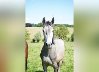 Westfalisk häst, Valack, 2 år, 170 cm, Grå-flugskimmel