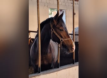 Westfalisk häst, Valack, 2 år, 170 cm, Grå-mörk-brun