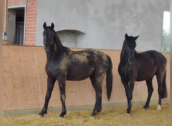Westfalisk häst, Valack, 2 år, Svart