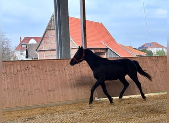 Westfalisk häst, Valack, 2 år, Svart