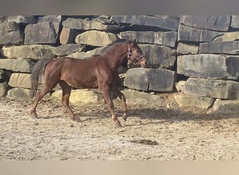 Westfalisk häst, Valack, 3 år, 156 cm, Fux