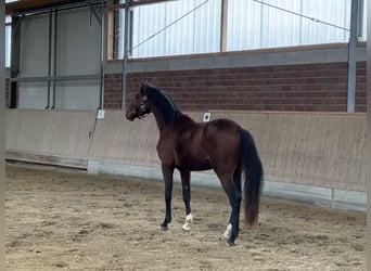 Westfalisk häst, Valack, 3 år, 160 cm, Brun