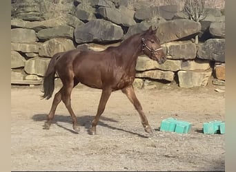 Westfalisk häst, Valack, 3 år, 160 cm, Fux