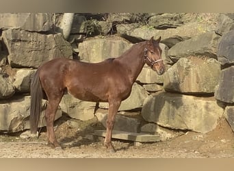 Westfalisk häst, Valack, 3 år, 160 cm, Fux